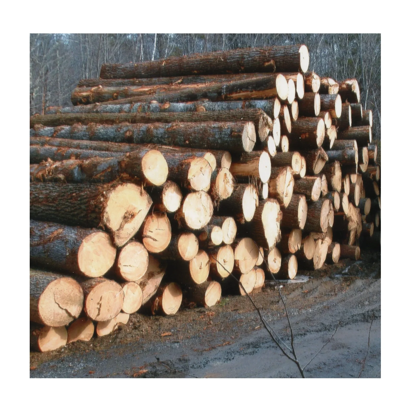 Premium Quality Wholesale Supplier Of Hard Wood Round Logs For Sale