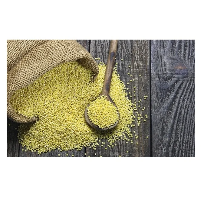 Wholesale Best Price Supplier Organic Millet Grains Fast Shipping