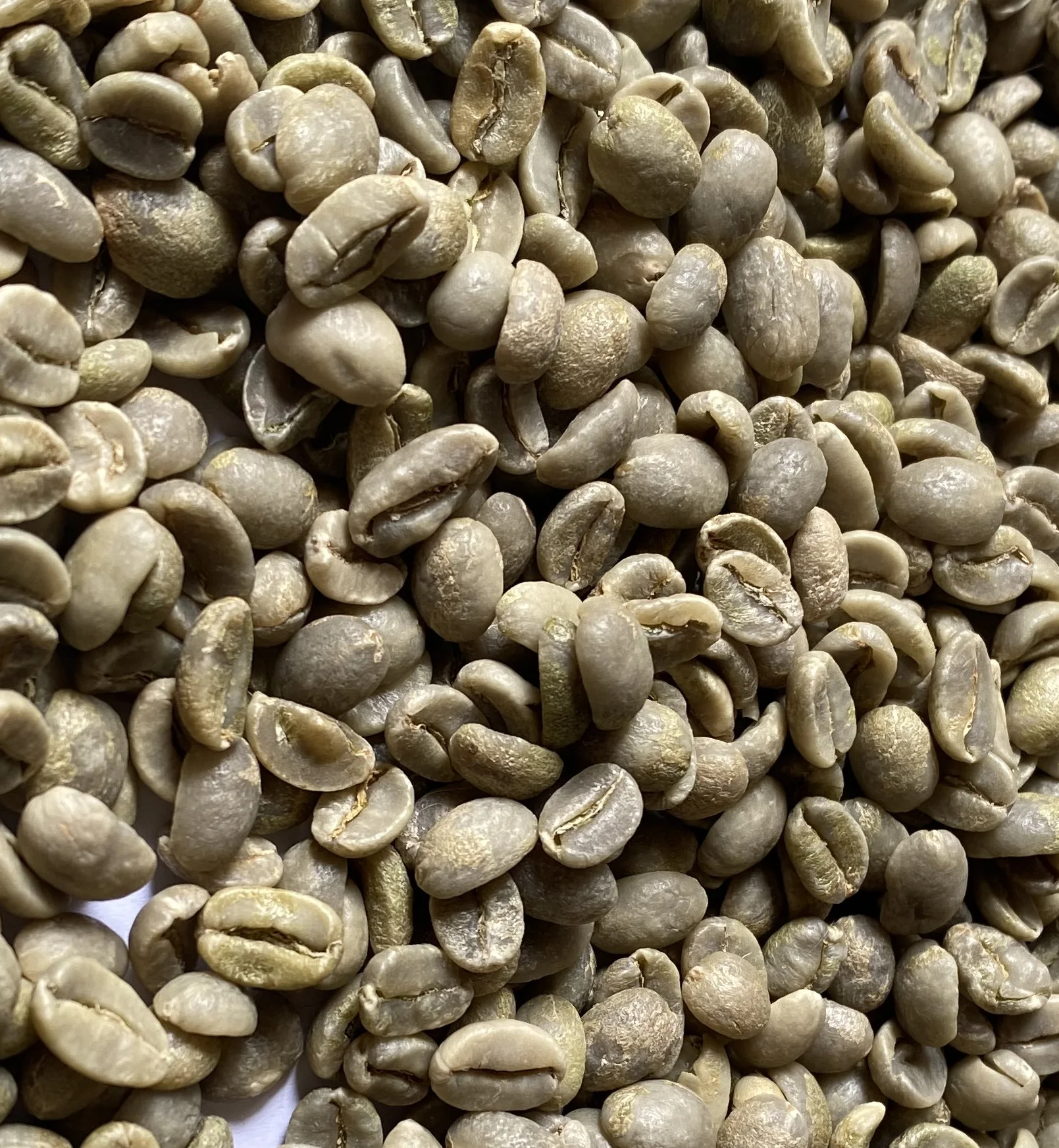 Raw Coffee Arabica Green Beans