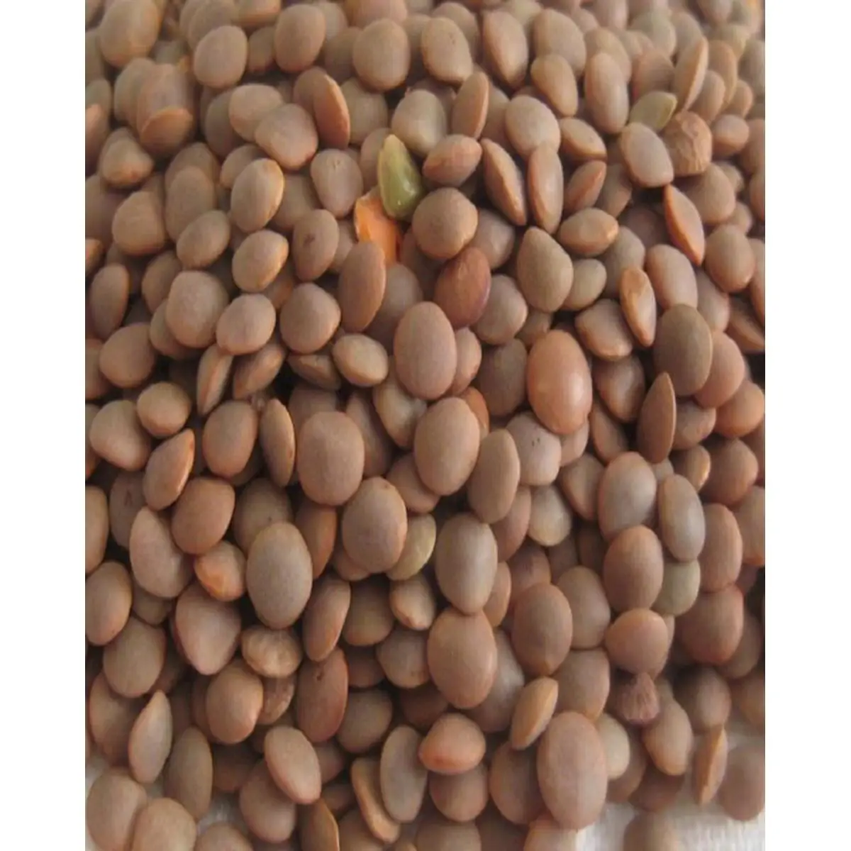 Hot Sale Lentils Beans with Low Price of sabut masoor Lentils supplier from pakistan