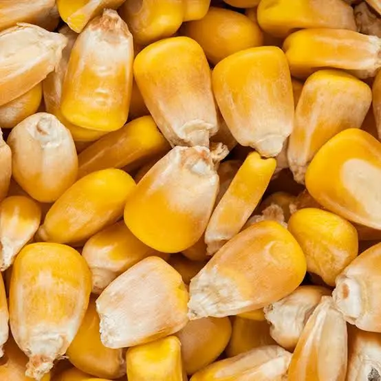 Yellow Corn MaizeT.jpg