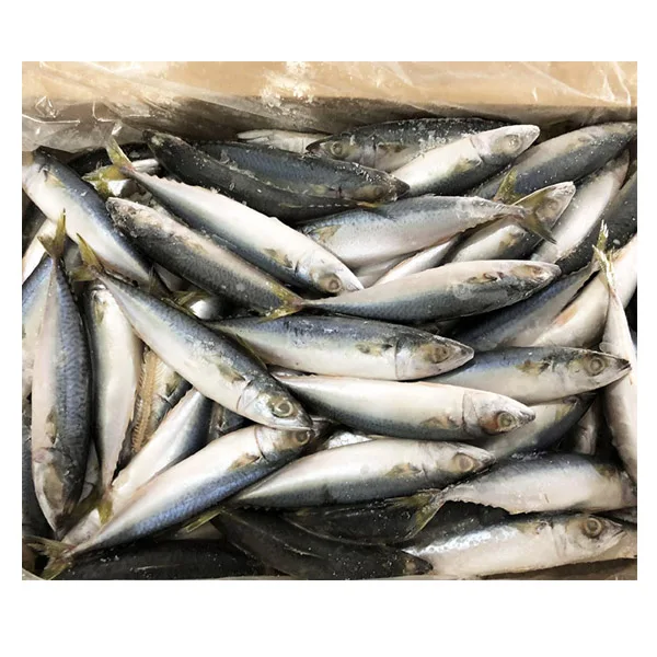 Fresh Catching Mackerel Fish Scomber Japonicus Chub Mackerel Froze