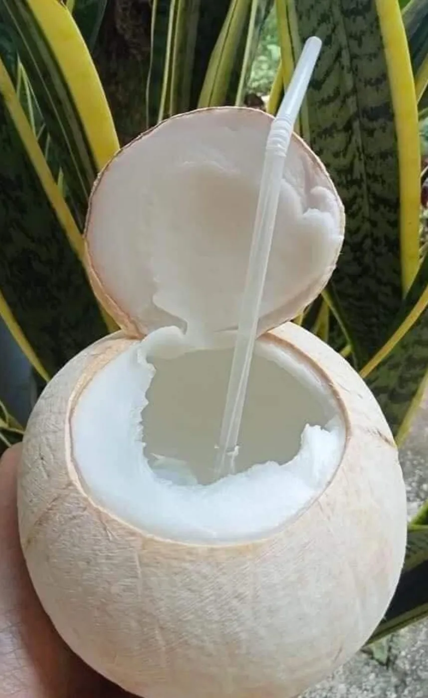 Factory price Coconut Young Coconut Easy to Open Fresh young Coconut with Pull High Quality 2023