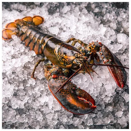 Wholesale Price Top Quality Delicious and Healthy Seafood Whole Raw Frozen Spiny Lobster for Bulk Purchase