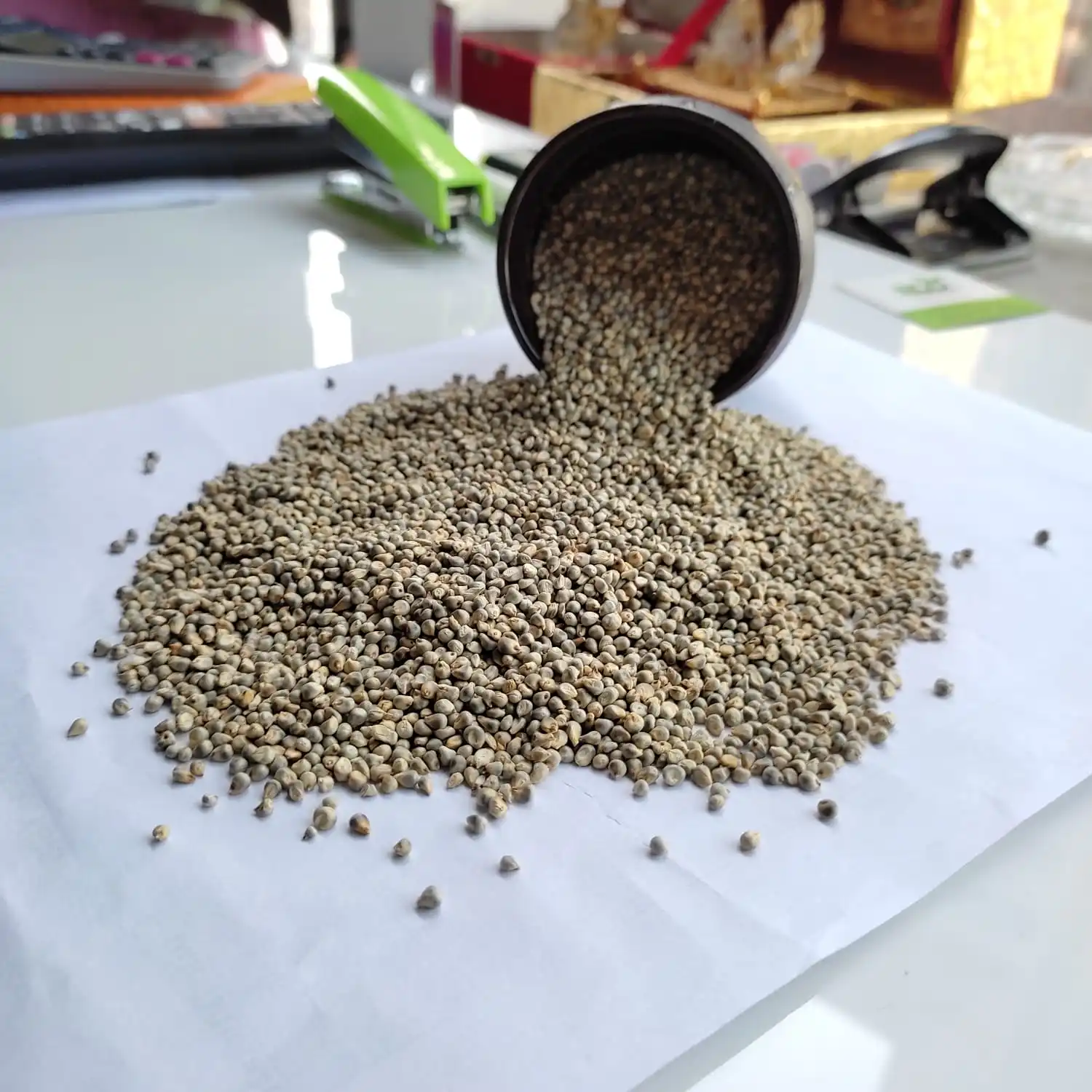 Indian Green Millet for Animal Feed