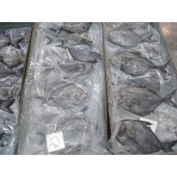 Black Pomfret Fish available to export