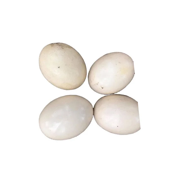 FRESH OSTRICH EGGS