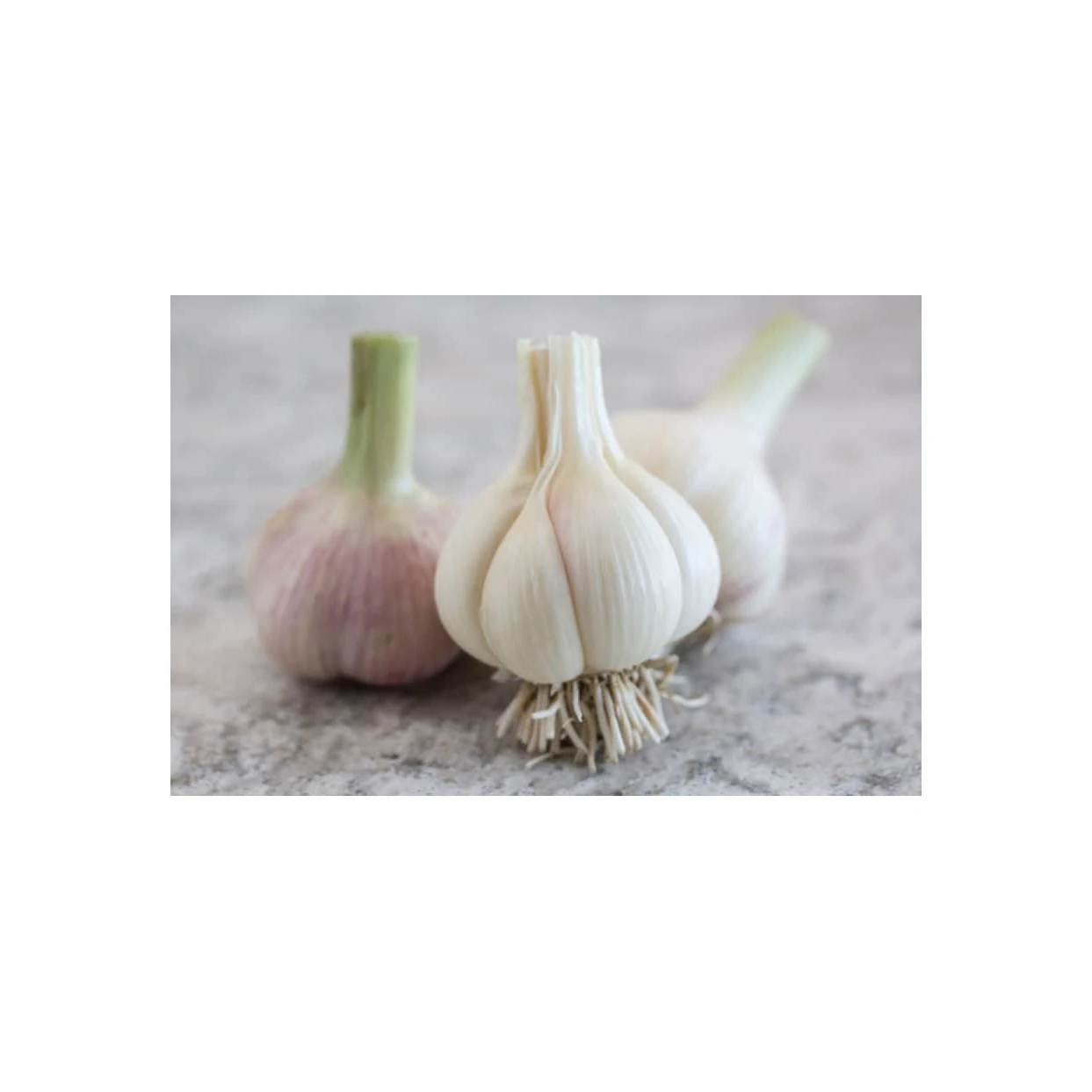 Wholesale Supplier Fresh Peeled Garlic For Sale In Reasonable Price
