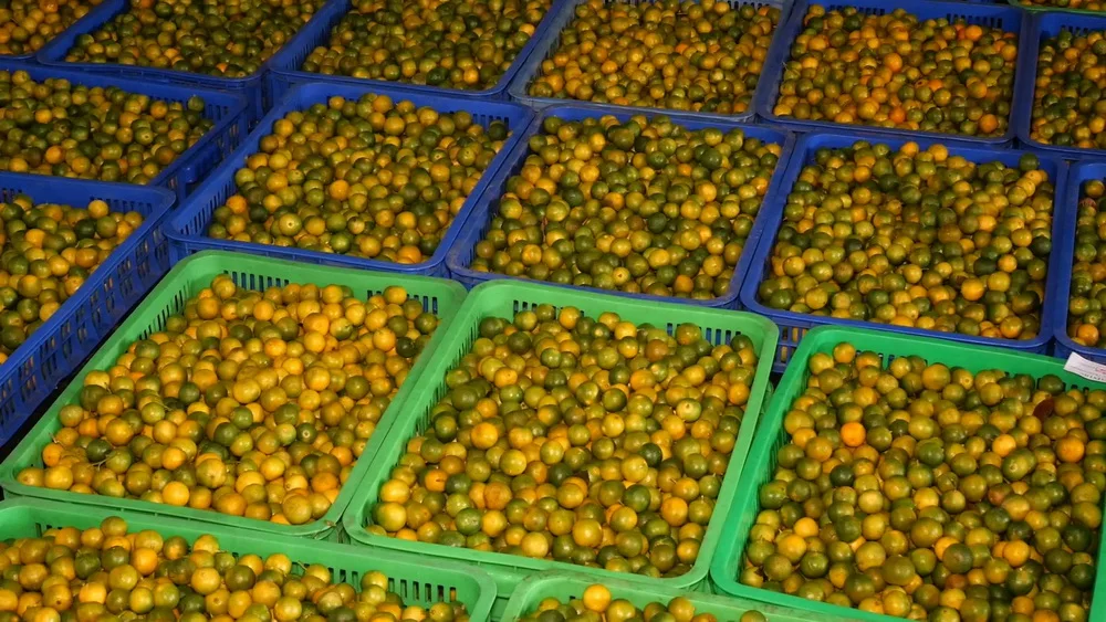 250ml can J79 Premium Energy drink Mandarin flavor Custom Logo Energy Private Label natural Energy Power drink