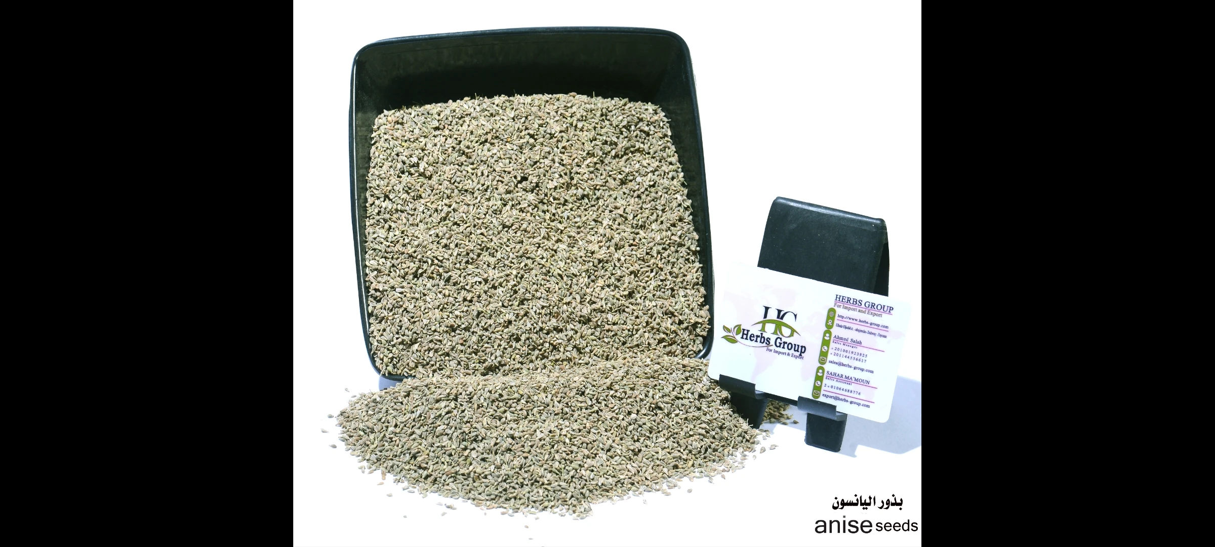 Extra Aromatic & Tasty Natural Anise Seeds For Human Consumption Egypt Origin Raw Processing Premium Herbal For Sale In Bulk