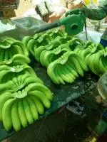 Green-Banana+(1).jpg