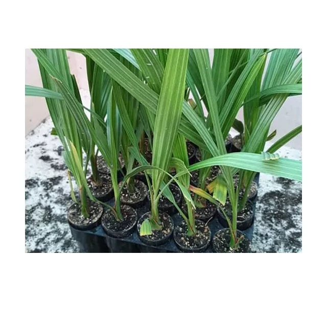 Best fertilizers is manure high-potassium fertilizer use the seeds from any variety of date to start a date palm tree fastest-gr