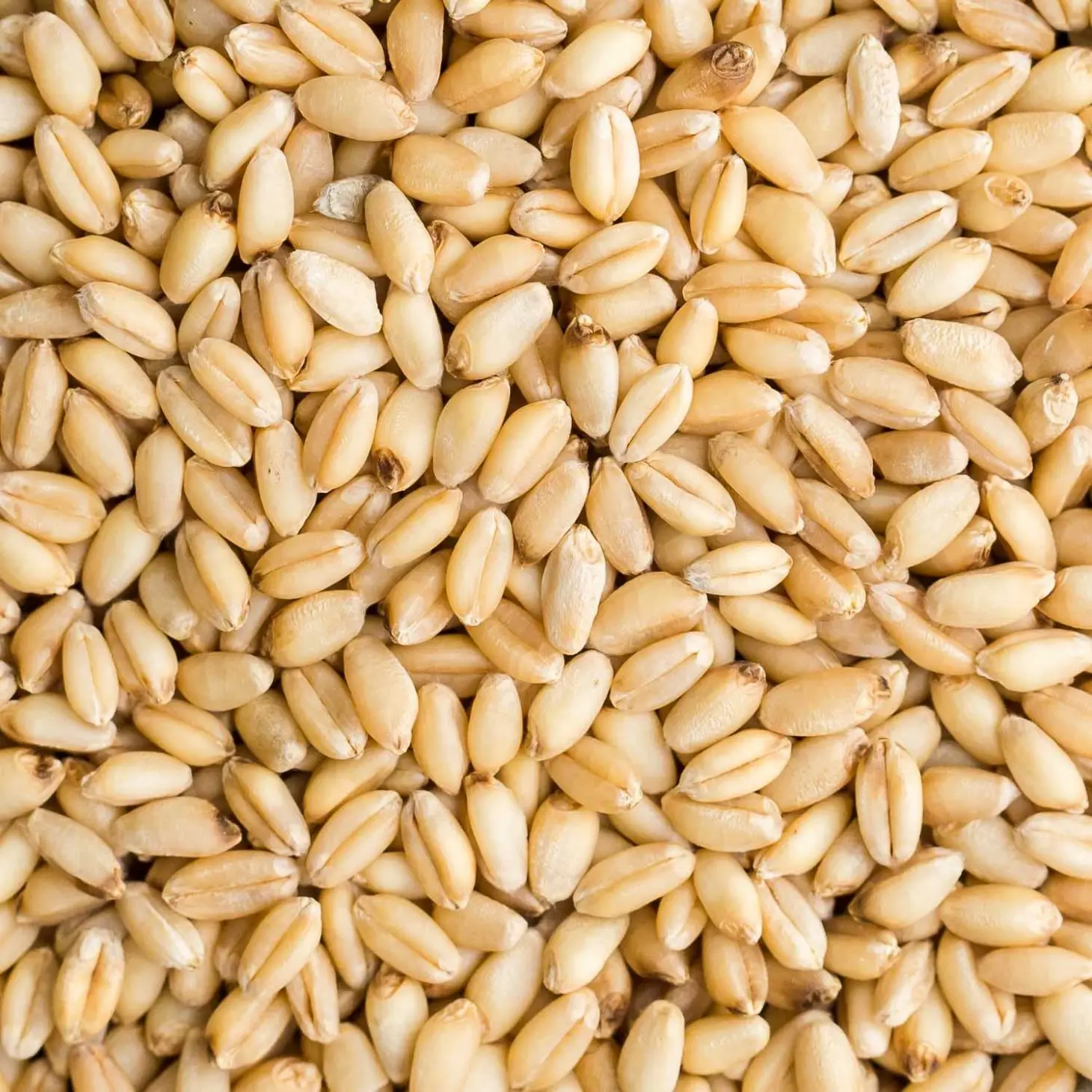 High quality organic whole wheat grains in bulk for sale with the best price on premium wheat grains