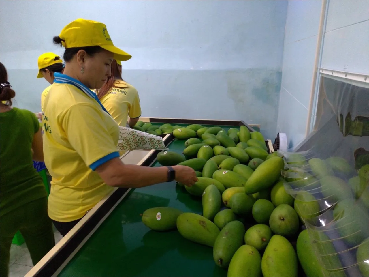 Wholesale 2023 Cheap Price Fresh Mango Fruit From Vietnam / Fresh Mango High Quality Made In Vietnam