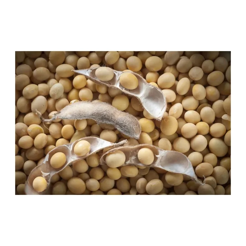 Best Quality Natural and Non- GMO Yellow Soybean Seeds / Soybean / Soya beans High Quality  Brazilian Origin Soybeans