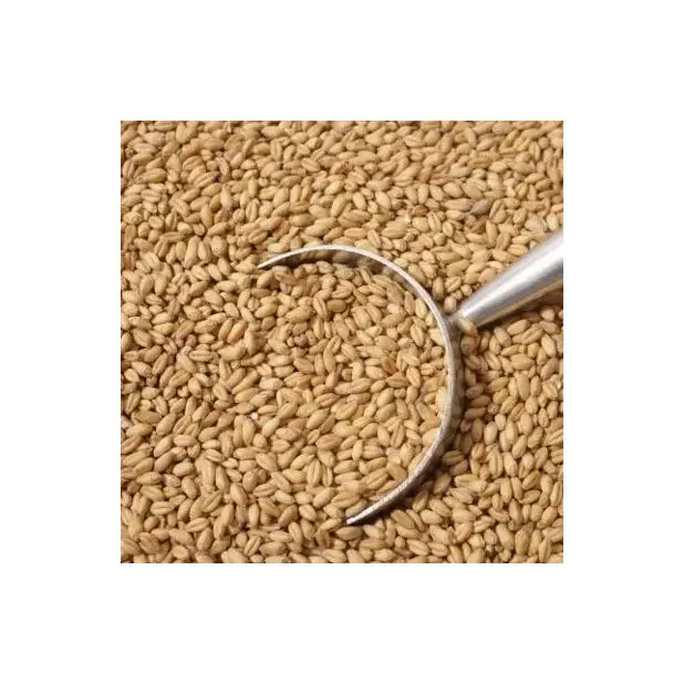 Best Quality Soft Milling Wheat for Sales / Wheat Grain For  Human Feed / Soft Wheat Whole Wheat Flour Cheap Price for sale