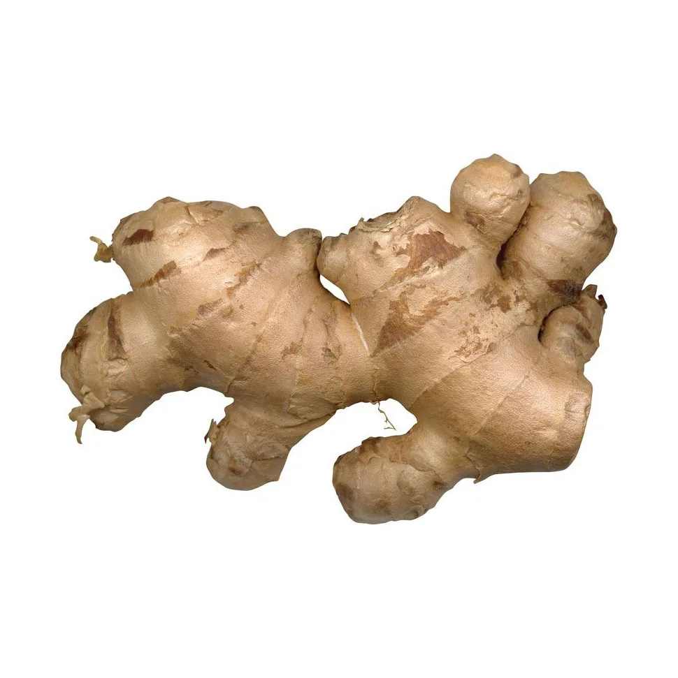 New Crop Fresh Ginger For Sale - Ginger Root Superior Quality from Brazil - Spicy and Fragrant Flavor - Ginger Exporters