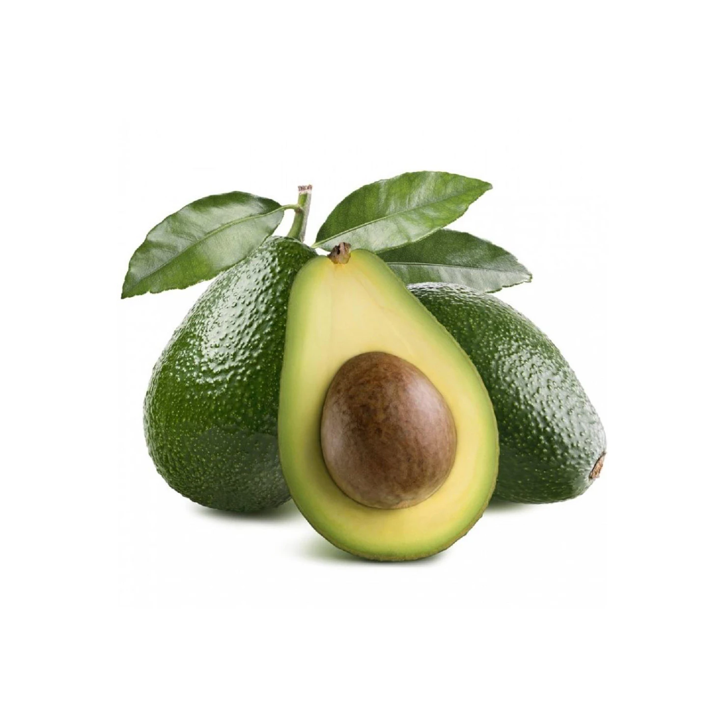 FRESH AVOCADO with HIGH QUALITY and BEST PRICE