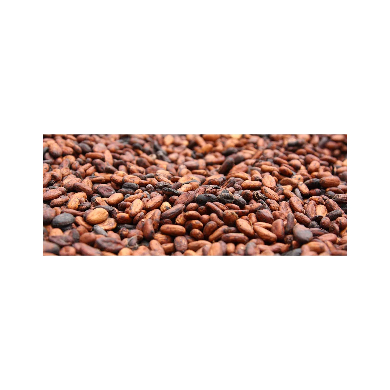 Bake Material Natural Wholesale Price Dried Raw Cocoa Beans Coco Bean for Sale