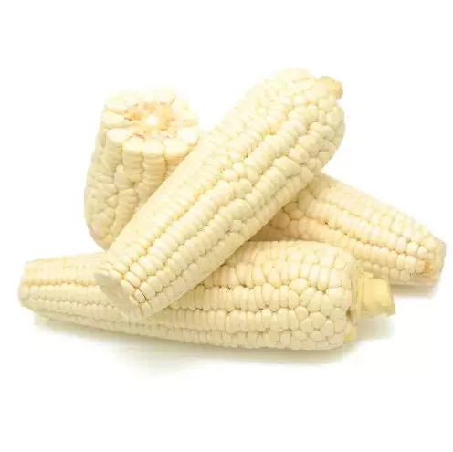 100% Wholesale Factory Price Drier Corn Non GMO Yellow Maize Corn