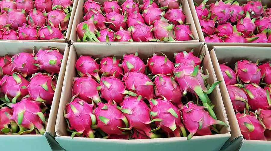 Providing Vietnamese Red Dragon Fruits at competitive prices, dragon fruit