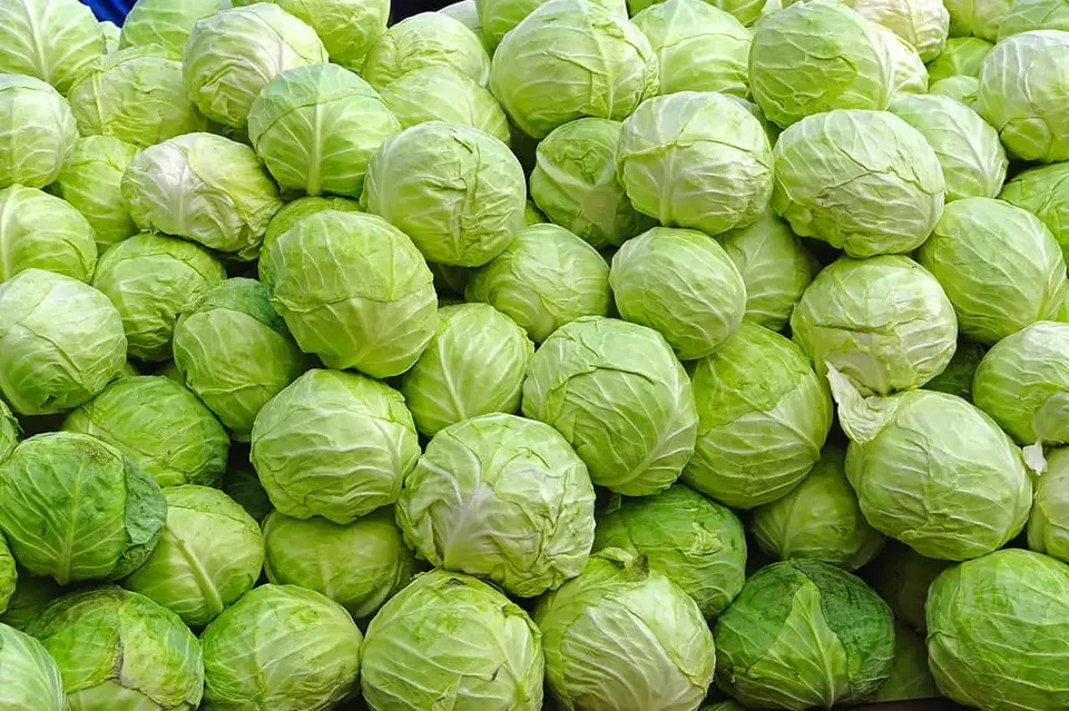 Cheap Price Fresh Cabbage for sale