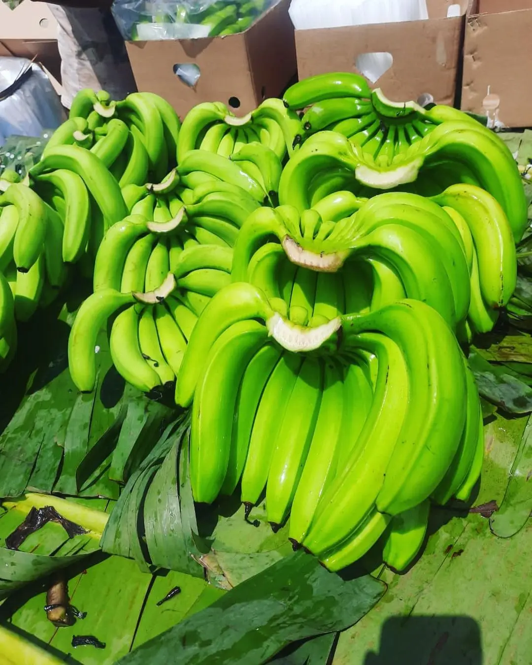CAVENDISH BANANAS FROM ECUADOR FOR SALE
