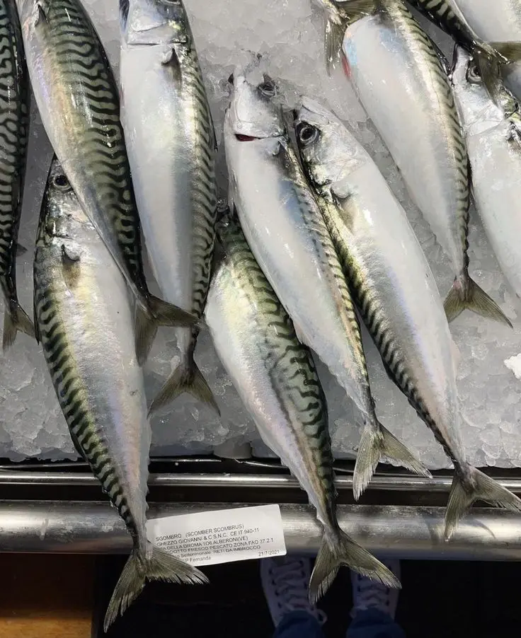 Frozen Atlantic Cod Fish for Sale