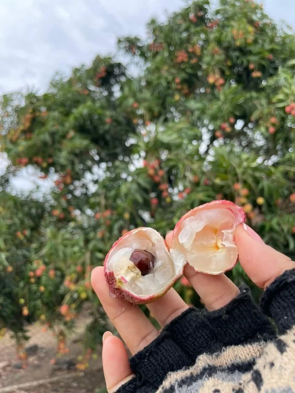 Fresh Lychee new crop 2023 high quality wholesales litchi sweet delicious standard best selling