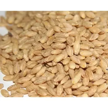 Bulk Supply of Top Quality Barley Grain for Food Industry Wholesale/ Hot Sale