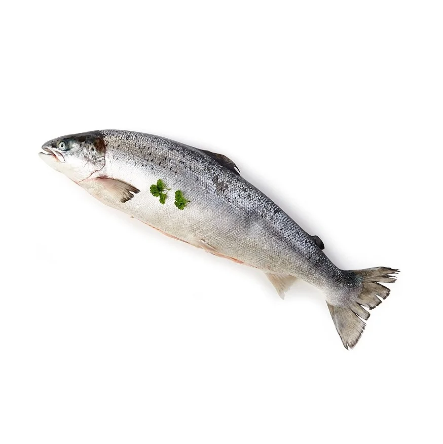 European Premium Quality Atlantic Salmon Low Price Bulk Quantity for Exports-Fresh/Frozen Fillet and Whole Fish Dried Style