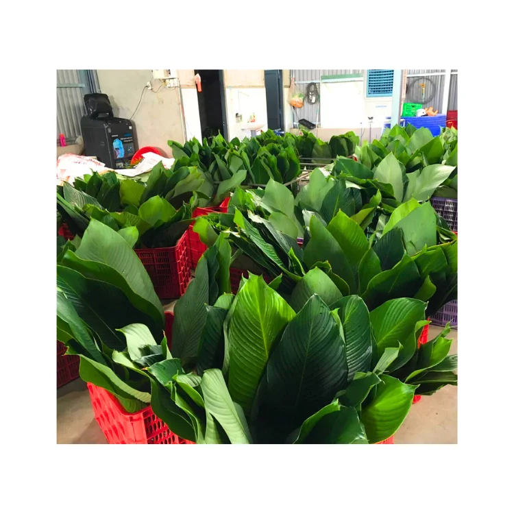 Свежий банановый лист обертывание пищевых продуктов замена на пластиковый пакет биоразлагаемый поставщик новый урожай произведенный во Вьетнаме оптом