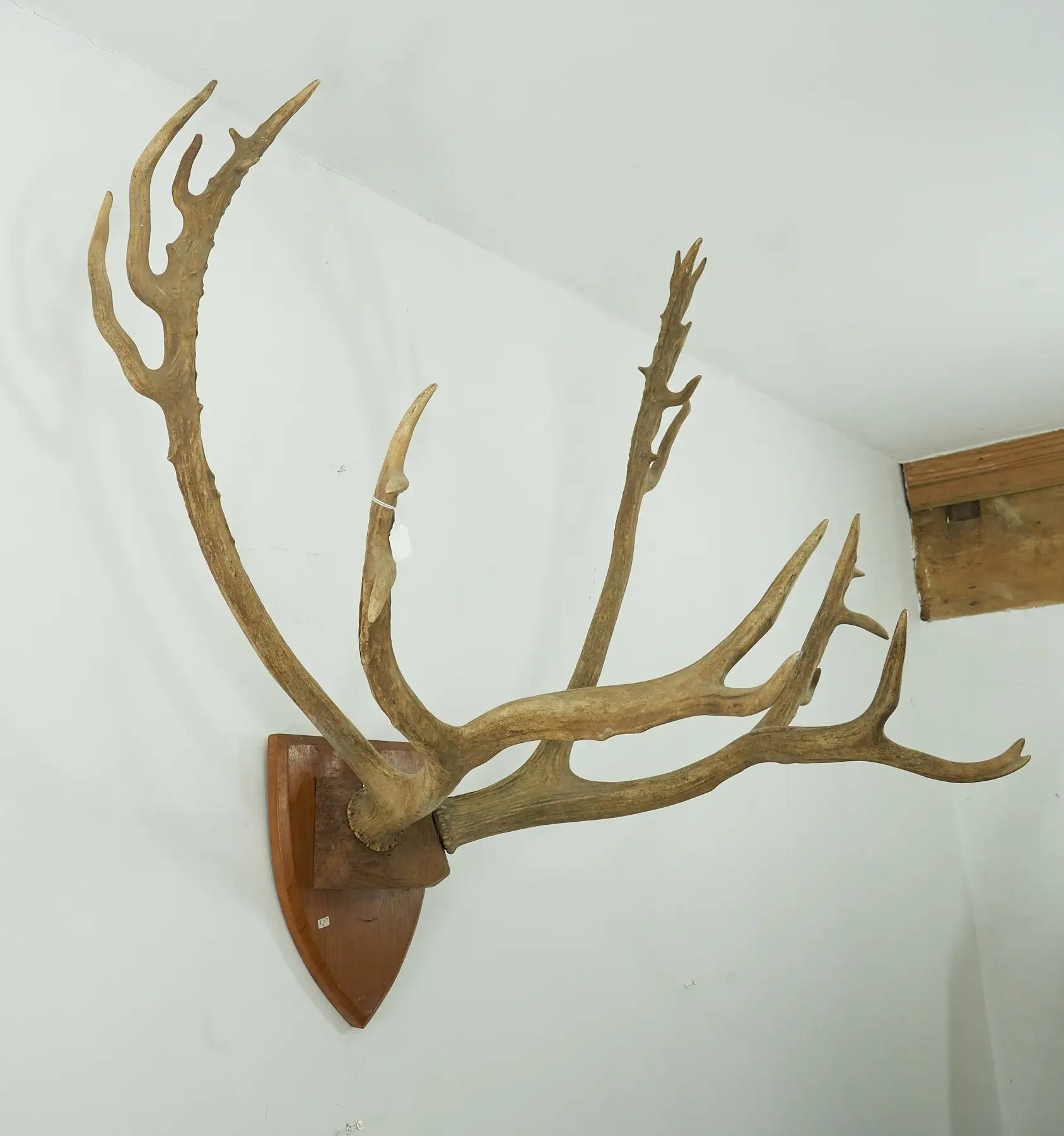 Finest Red Deer Antlers Up For  Clearance