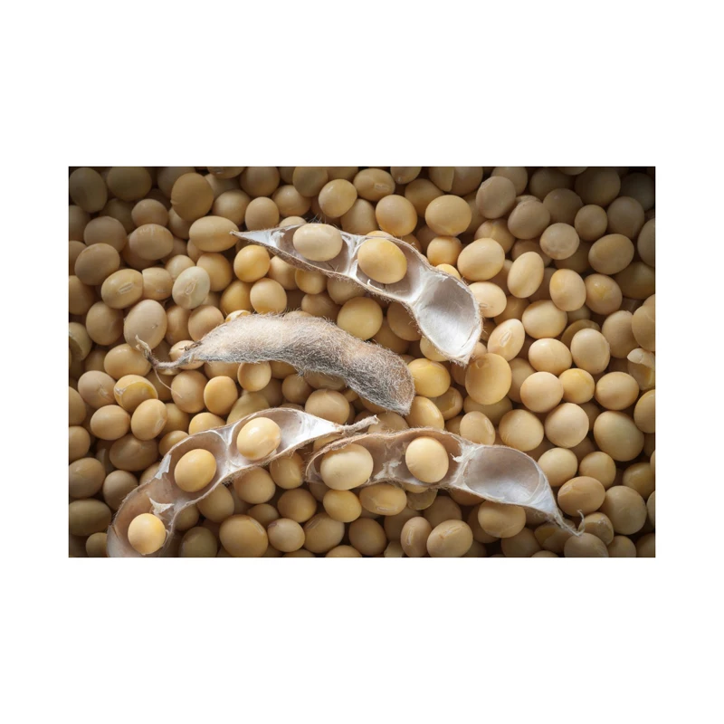Лучшее качество Non GMO поставщик сои