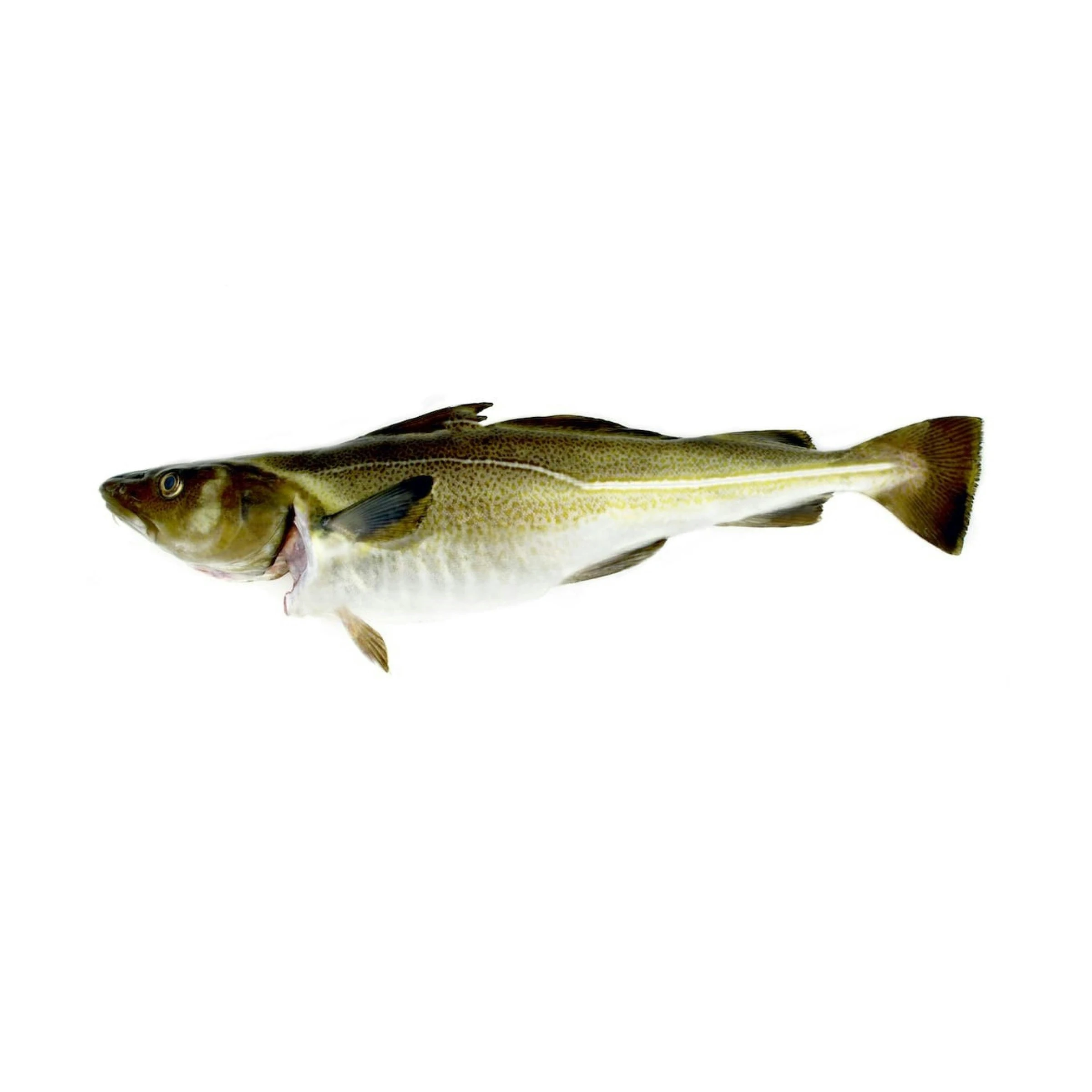 factory price Fresh Cod Skrei Fish