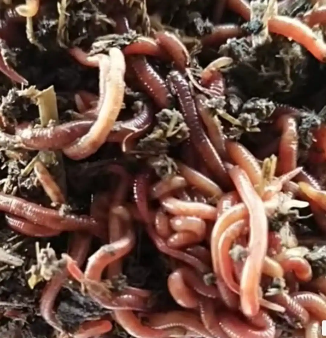 Manufacturers Of Highest Selling Organic Fertilizer 1Kg Packaging For Plant Growth Promoter