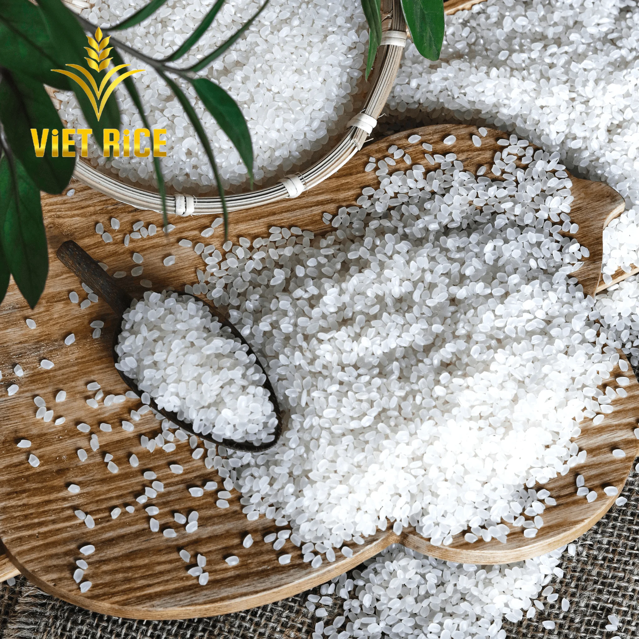 The good White Rice JAPONICA RICE has been Produced Company in Vietnam High-quality Product Usage Domestic Market