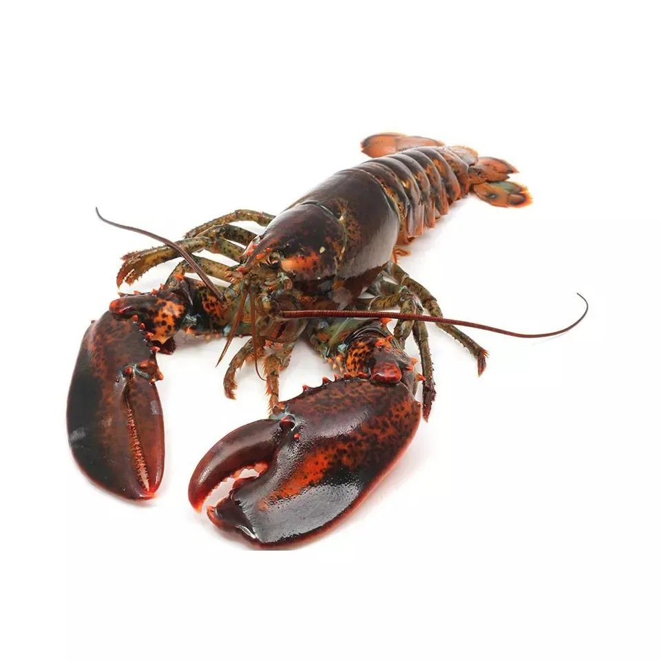 Wholesale Live Lobsters Frozen Lobster Tails / Live Lobster For Sale Lobster Tails Wholesale / Live Lobster Price
