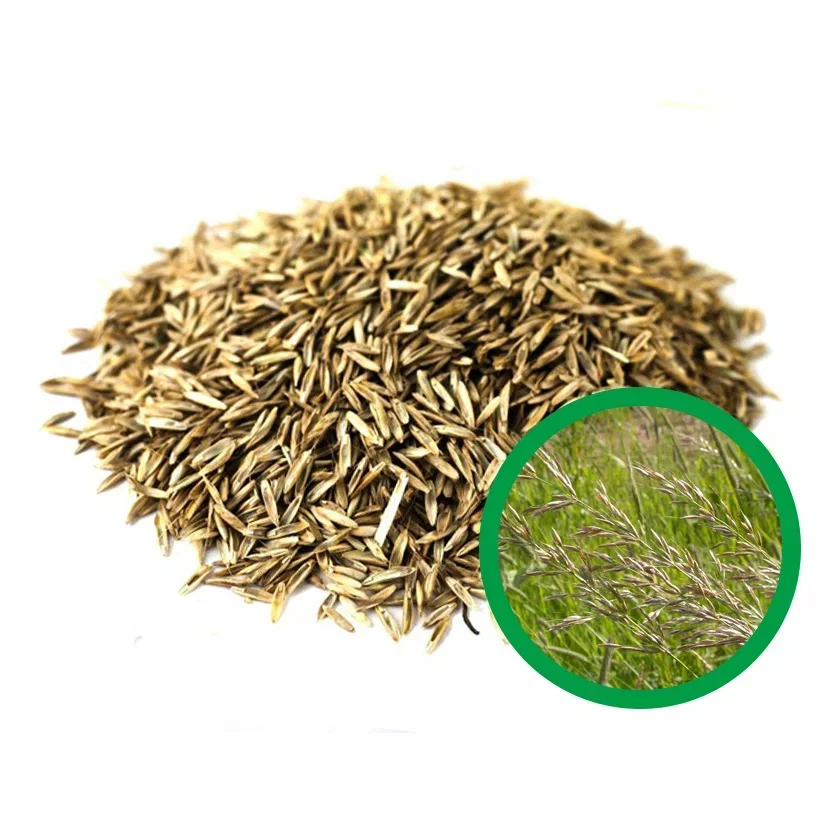Wholesale high quality animal feed herbs in bulk ryegrass herb seeds  for sale from perennial and annual herbs supplier