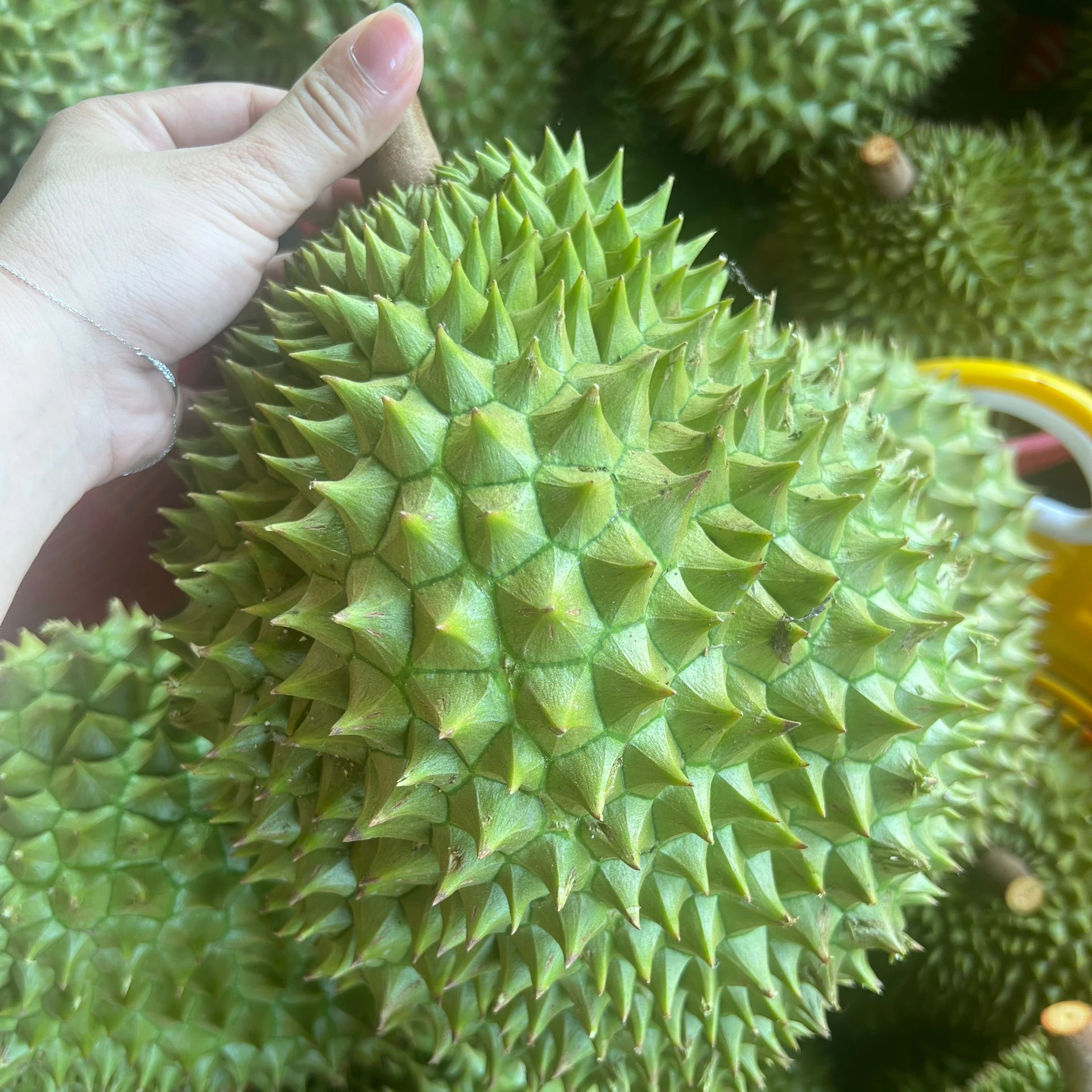 FRESH DURIAN FROM VIET NAM+84947900124