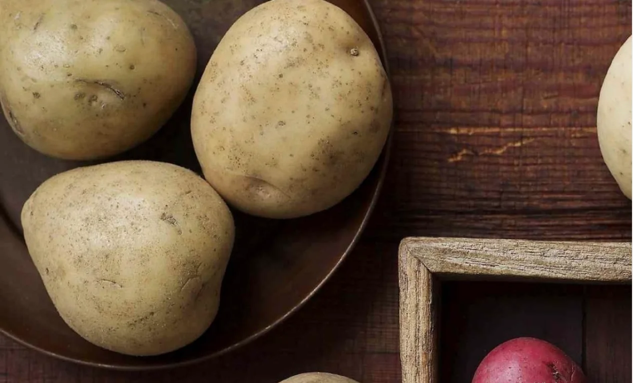 export potato 2022 new fresh Potato fresh with high quality new crop per ton good price for wholesale fresh potato professional