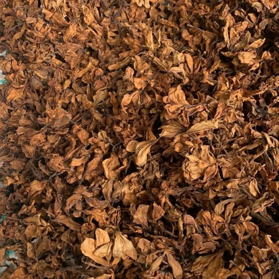 Цветок плюмерии