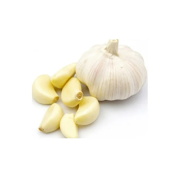 High Quality Wholesale Normal White Fresh Garlic at Cheap Price Manufacturer From Germany Worldwide