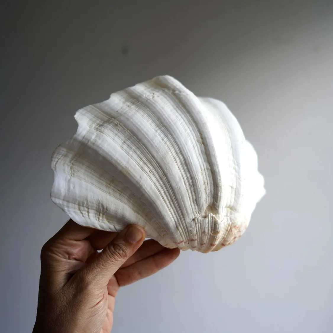 Ocean big size tridacna gigas large seashells natural sea shells home decor gift souvenir best selling