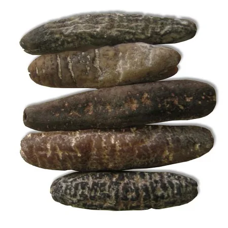 Dried Sea Cucumber Fresh Sea Cucumber Cheap Dry Sea Cucumber