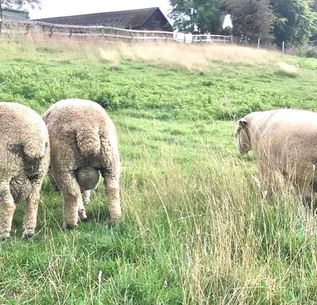 Devon and Cornwall Ram Lambs