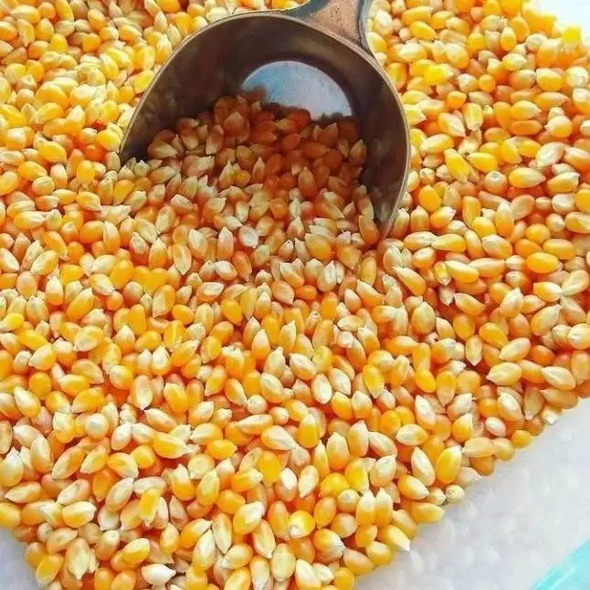 yellow maize5.jpg