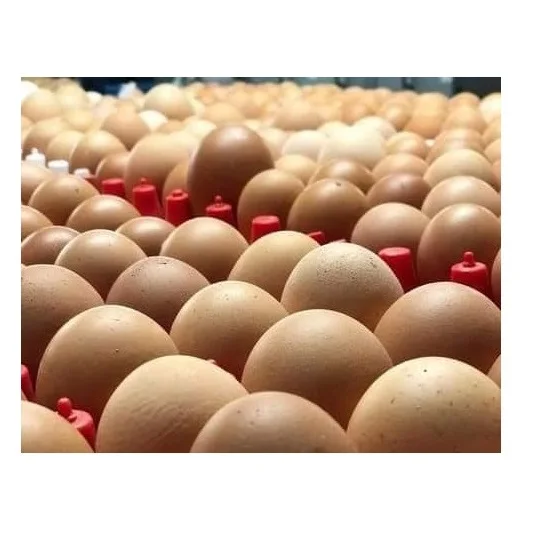 Бройлерные инкубационные яйца Ross 308 и Cobb 500 и куриные настольные яйца от поставщика свежих куриных яиц