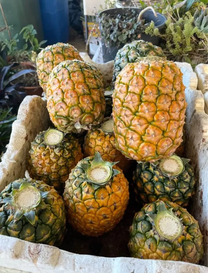 По выгодной цене Mexico Non GMO свежие фрукты сладкий золотисто-желтый ананас MD2