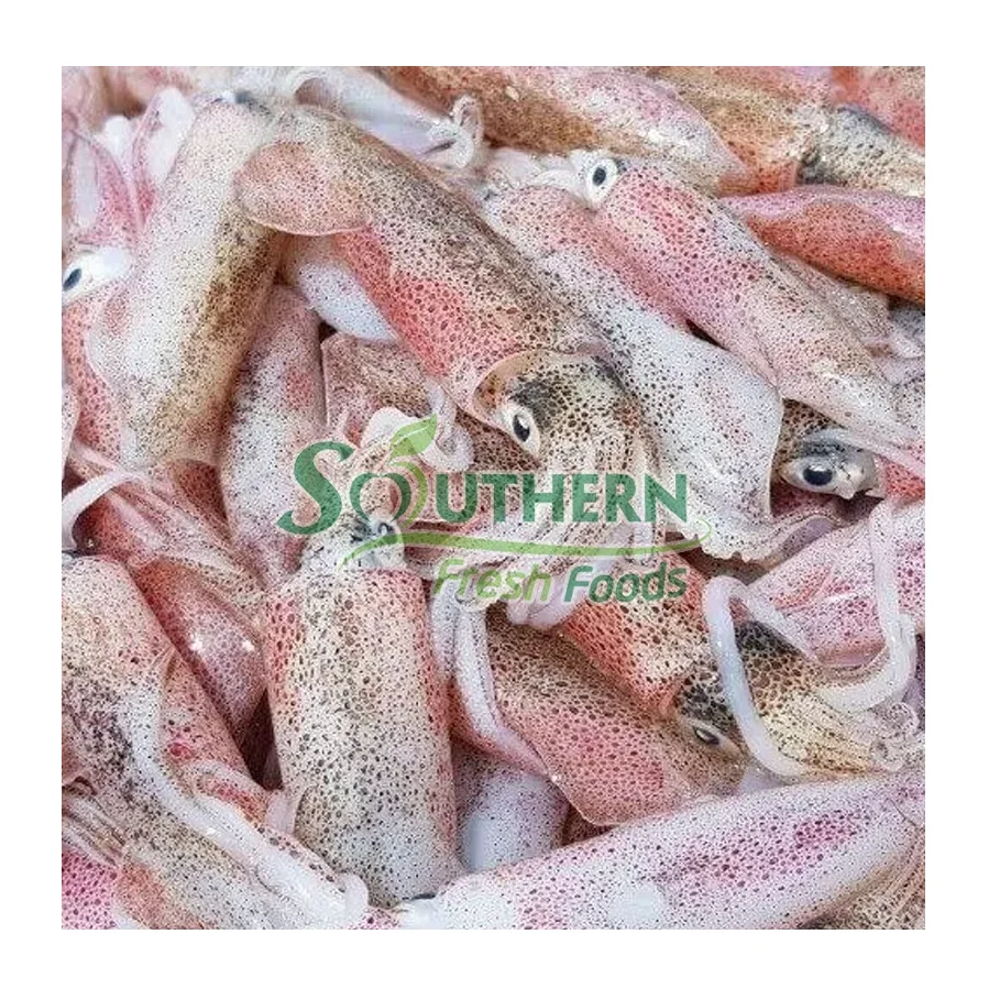 Calamari Loligo Squid Wild High content supplier Frozen Nature feature calamari squid Caught SFF from Vietnam